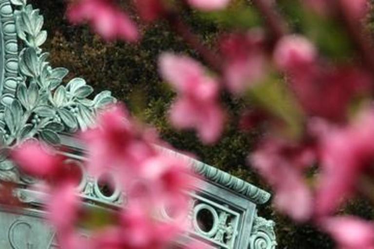 Sather Gate with Cherry Blossoms