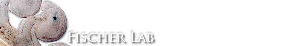 Robert Fischer Lab