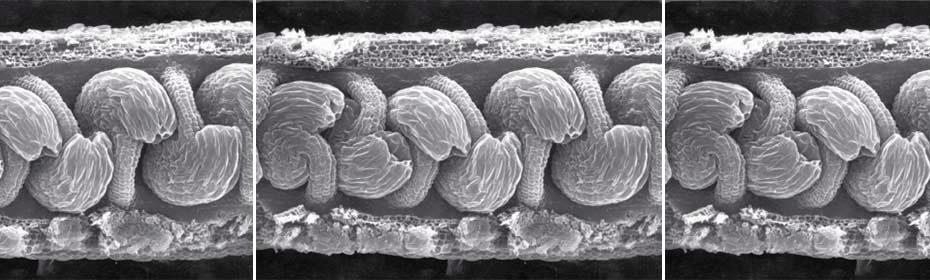 Scanning electron microscopy of ovule development, at stage 12-13 From Klucher KM et al., Plant Cell (1996)