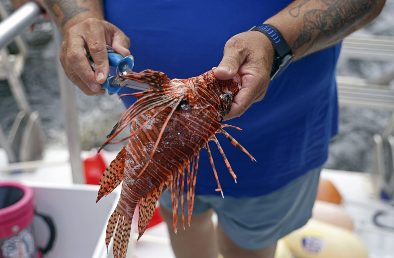 083124-Lionfish-LA-01-1280x838.jpg