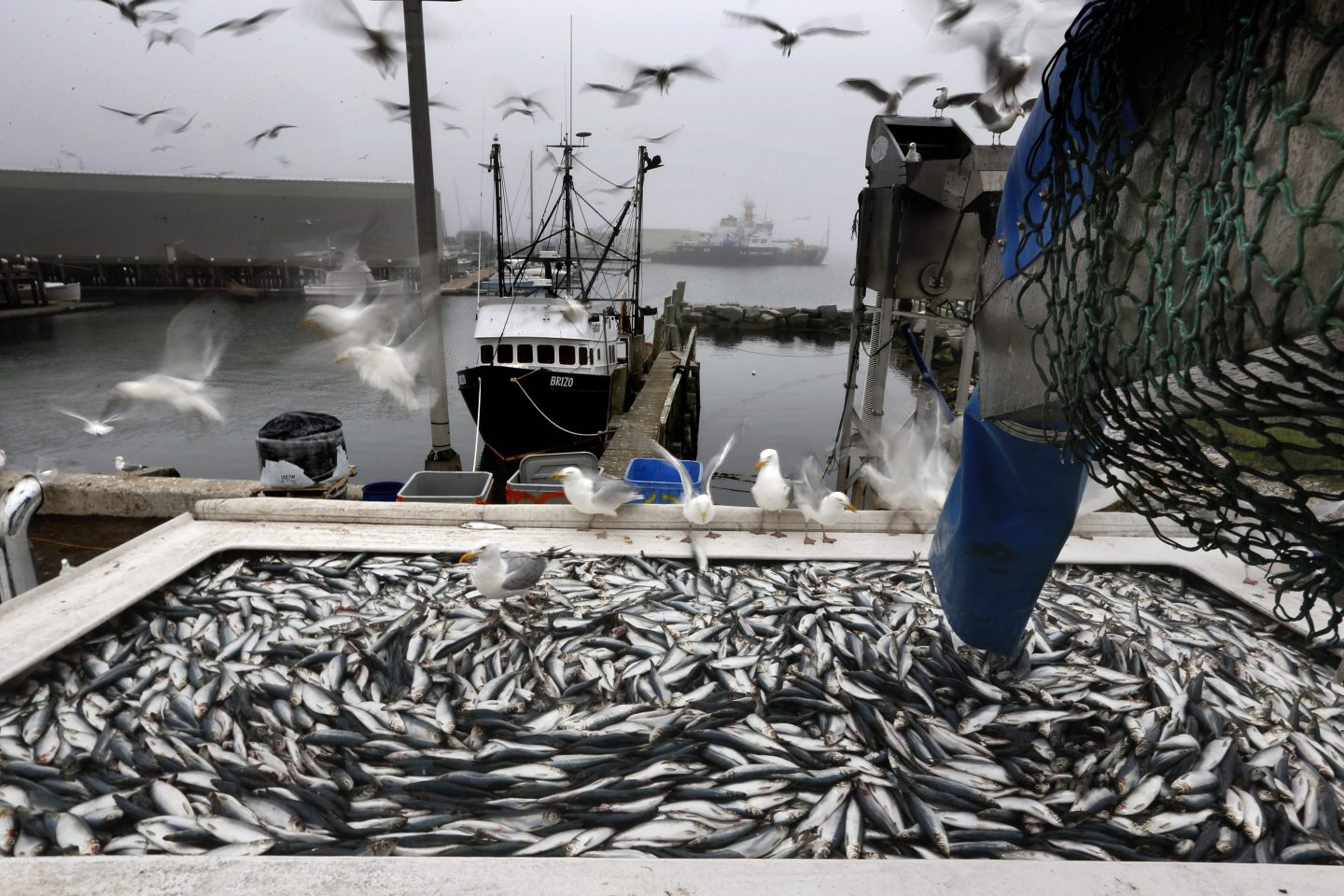 FILE - Herring are unloaded from a fishing boat in Rockland, Maine, July 8, 2015. Several commercial fishermen in New England have been sentenced in a fish fraud scheme described by prosecutors as complex and wide-ranging that centered on a critically important species of bait fish. The fishermen were sentenced last week for &quot;knowingly subverting commercial fishing reporting requirements&quot; in a scheme involving Atlantic herring, prosecutors said. (AP Photo/Robert F. Bukaty, File)