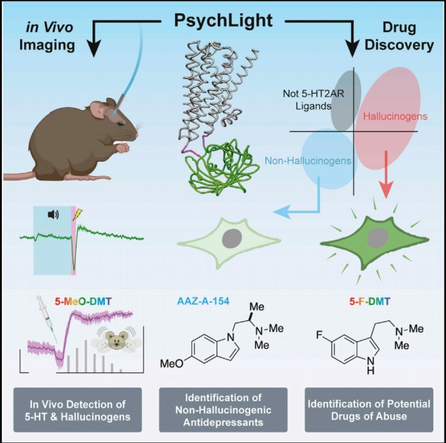 A visual abstract of the team’s new study