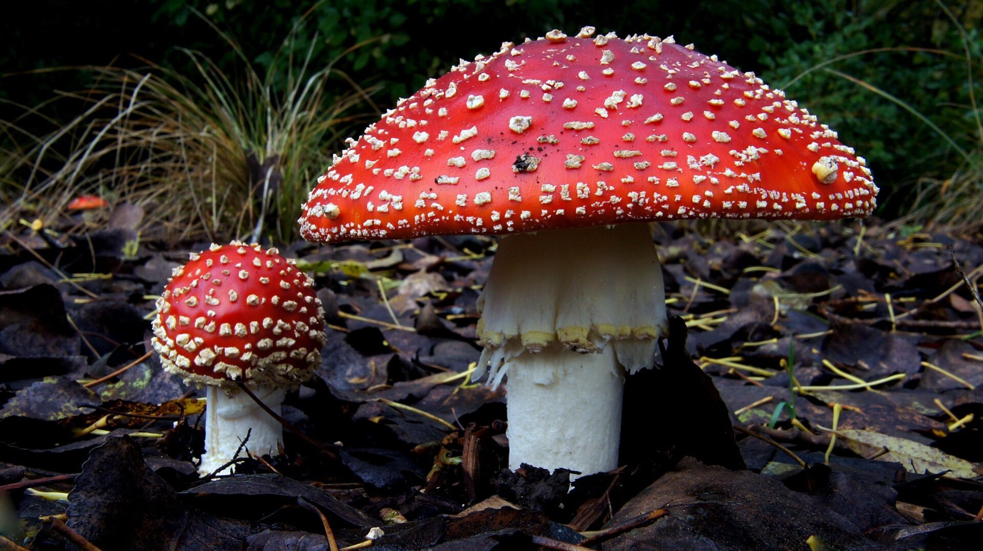 Amanita muscaria mushrooms