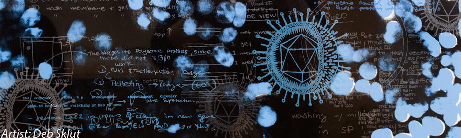 silk screen art showing parts of a lab notebook, merged with drawings of a herpesvirus and blue-stained nuclei of cells. Artist is Deb Sklut.