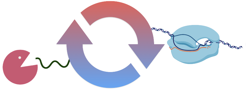 Cartoon showing a viral nuclease pac man connected to a polymerase transcribing mRNA, indicating connections between these processes