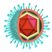 cartoon of a herpesvirus, showing a red icosahedral capsid surrounded by a teal envelope.