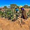 Women farmers in southern Madagascar work their irrigated field of maize.