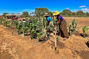 Women farmers in southern Madagascar work their irrigated field of maize.