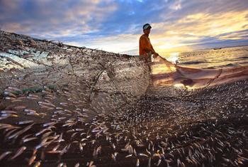 В 2022 году мировое производство рыбного хозяйства и аквакультуры достигло нового максимума в 223,2 млн тонн.