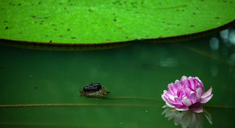 Um lago dentro da Floresta Amazônica dentro da cidade de Manaus, Brasil.