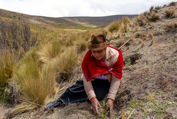 A woman helps restore degraded land in Ecuador.