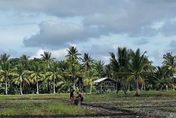 Farmers work in the paddy fields in Liton.