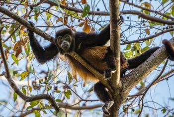 Geoffroy's spider monkey, also known as the black-handed spider monkey or the Central American spider monkey.