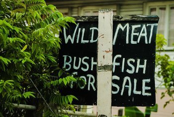 A carne selvagem é muitas vezes uma utilização fundamental e um importante motor da caça legal e ilegal