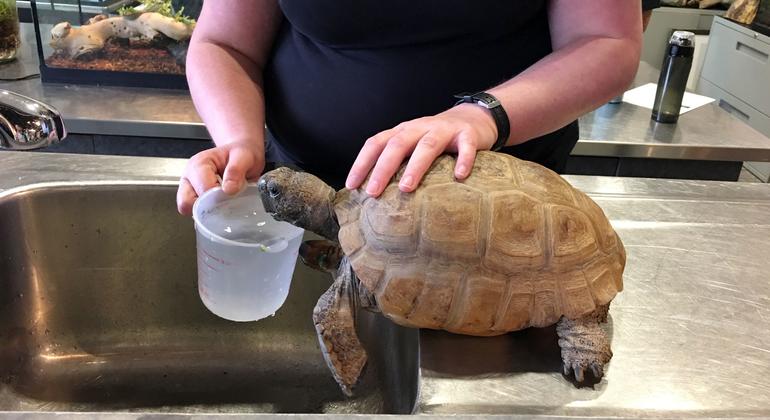 Gus, la tortuga topo más antigua conocida, vive en el Museo de Historia Natural de Nueva Escocia (Canadá).