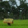 A woman walks home in the rain with sheaves of rice harvested in a village paddy, in rural Lao People's Democratic Republic.