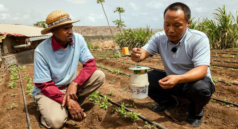 O especialista em horticultura e solos enviado pelo Ministério da Agricultura e dos Assuntos Rurais da China, Yanhua Zeng, explica que agora Willy aprendeu a reconhecer a falta de nutrientes e como aumentar a produção das culturas