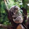 Koalas are among species found in the Greater Blue Mountains Area in Australia, a UNESCO World Heritage site.