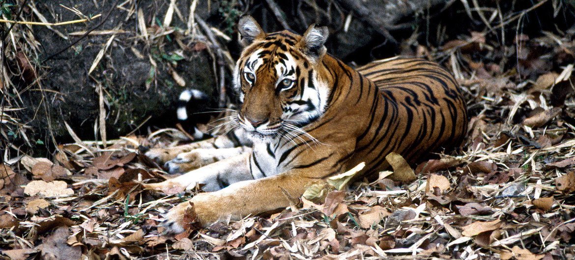 A exploração da vida selvagem levou ao desaparecimento de muitas espécies animais em um ritmo alarmante, destruindo a diversidade biológica da Terra e perturbando o equilíbrio ecológico