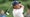 Si Woo Kim of South Korea plays his second shot on the 11th hole during day two of The 152nd Open championship at Royal Troon on July 19, 2024 in Troon, Scotland.