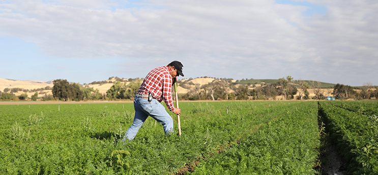 person working on a farm with shovel