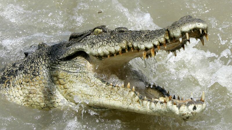 A large saltwater crocodile shows aggression as a boat passes by on the Adelaide river 60...