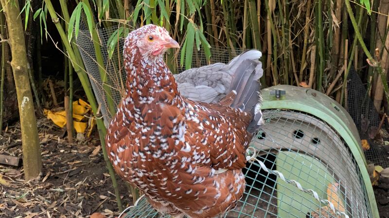 A heritage hen sits on a wire enclosure at Mill Valley Chickens in Mill Valley, Calif., Dec....