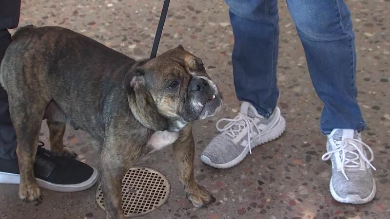 A 2-year-old female brindle bulldog was among some pets who went missing during the holiday....