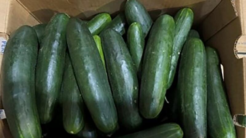 FILE - This undated photo provided by the U.S. Food and Drug Administration shows cucumbers in...