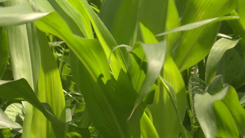 The Midwest saying goes “knee high by the fourth of July.” It’s target for corn farmers,...