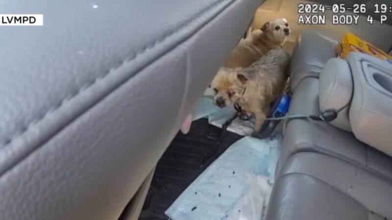 Body-camera footage shows a Las Vegas police officer rescuing two dogs from a hot minivan near...