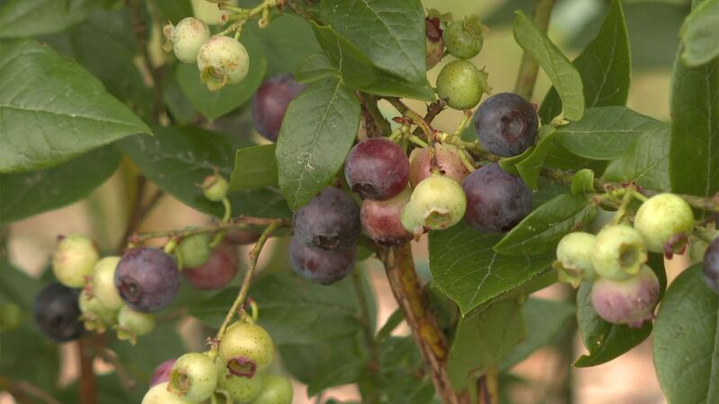 If you’re looking forward to harvesting blueberries this summer, get your bushes ready by...