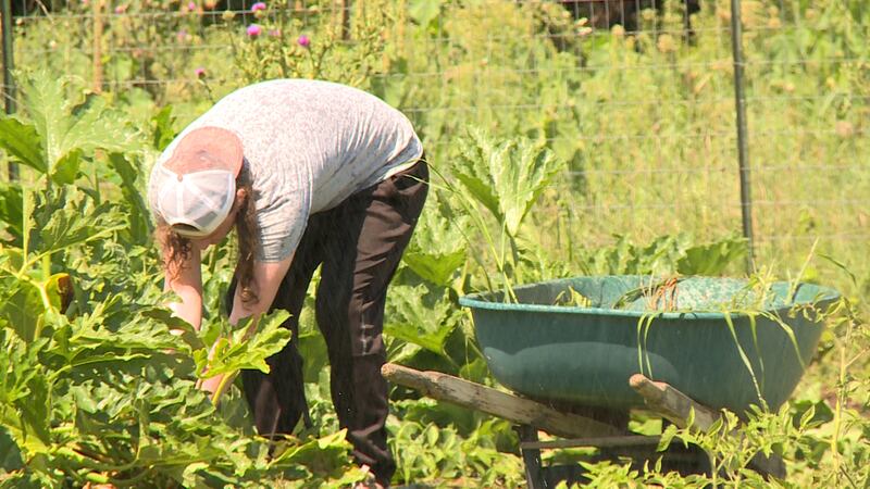 It’s harvesting time for onions and other summer-sprouting plants, so what to do with that...