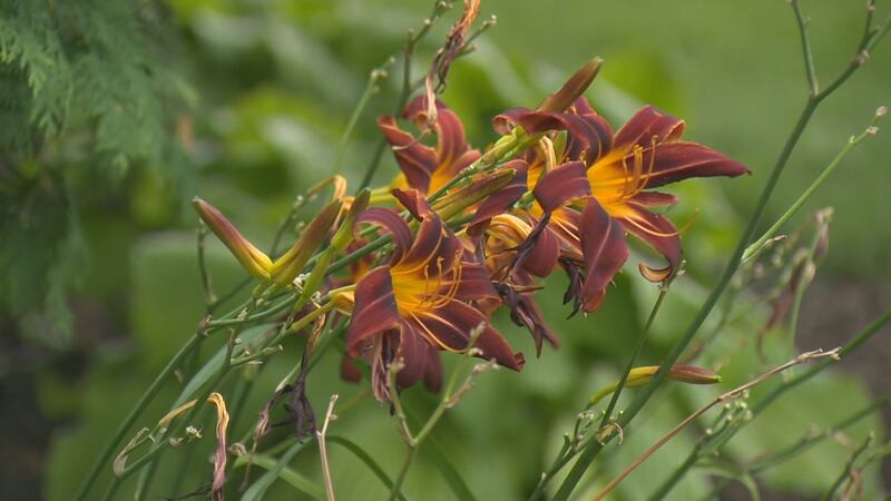 There’s a beautiful flower you can see all around Vermont, and you probably didn’t know you...