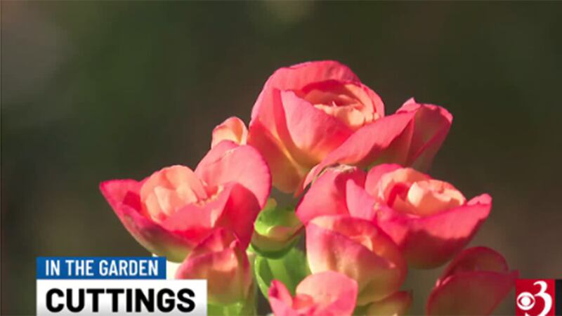 Want to save some of your favorite annuals? Garden expert Charlie Nardozzi and our Sharon...