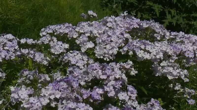 Phlox comes in 68 different species and a vast variety of colors.