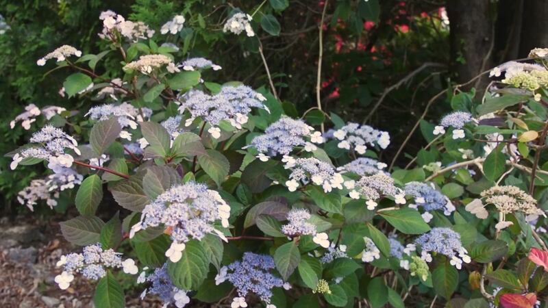 What you should know about hydrangeas.