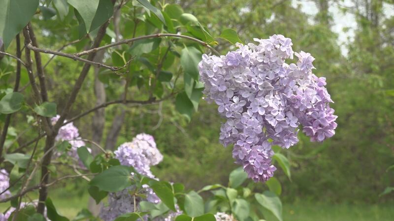 24th Annual Bloom Time Festival