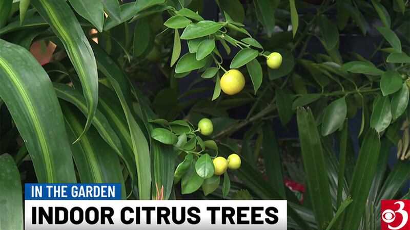 Tired of buying your citrus fruits from the store? Try growing it indoors!