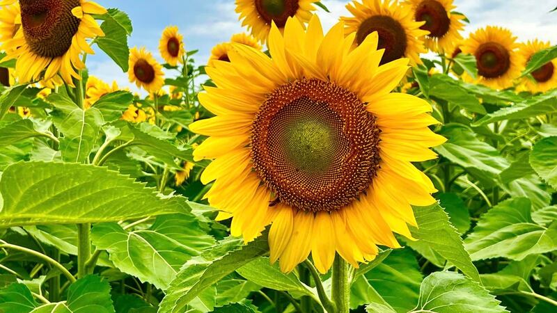 As we near the end of the summer season, sunflowers are starting to pop. - File photo