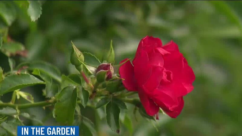 When the seasons begin to change and temperatures start to drop, some flowers explode with color.