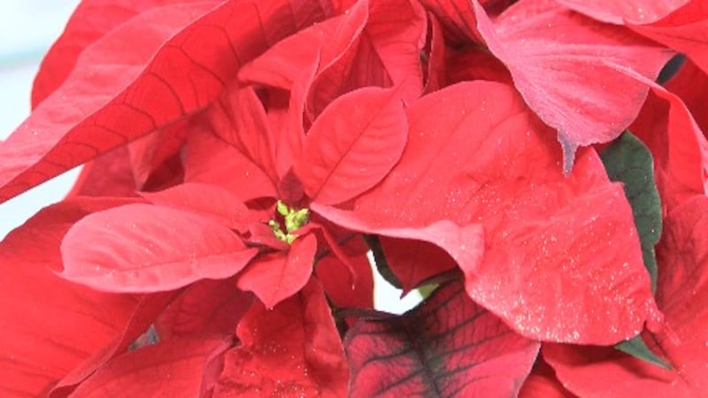 We all love to bring in some greenery for the holidays, but garden expert Charlie Nardozzi and...