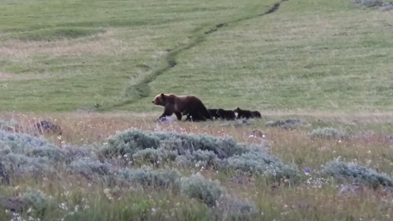 A grizzly bear with five cubs was spotted in Yellowstone National Park.