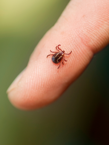 Small black and red bug on a person's finger