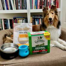 Collie on a bed next to a yeti bowl, full moon treats, greenies, and a west paw topple