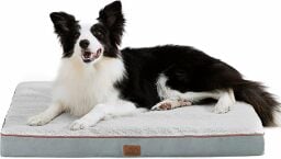 Black and white border collie on a gray bed
