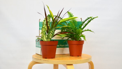 two house plants on table next to boxes