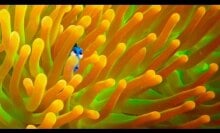 New ‘Finding Dory’ trailer takes you on a forgetful adventure