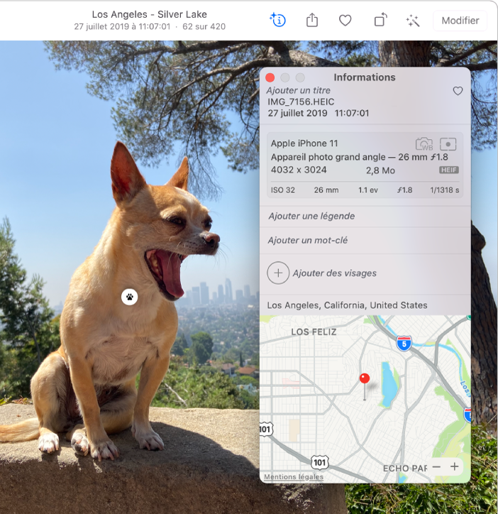 Photo d’un chihuahua assis sur un rocher, avec la fenêtre Informations ouverte à côté. Une icône « Recherche visuelle » se trouve sur la poitrine du chien.