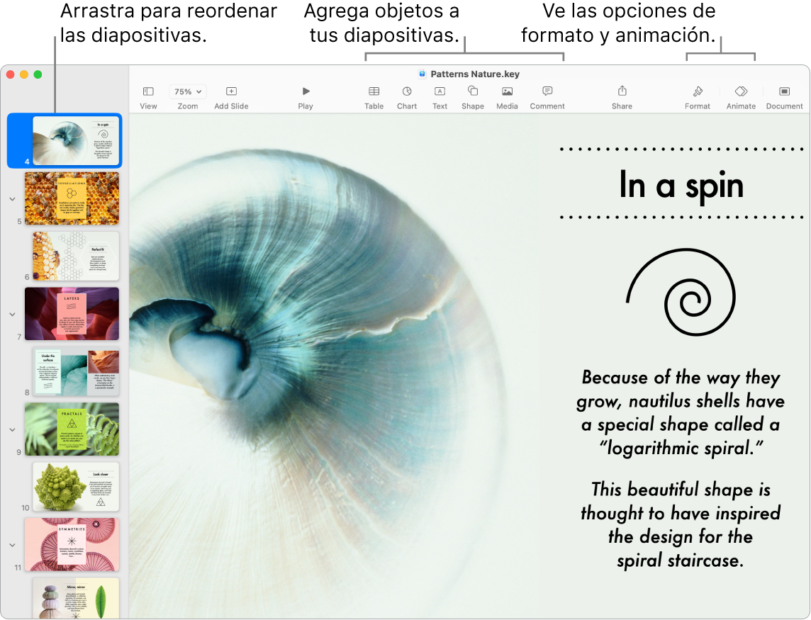 Una ventana de Keynote mostrando el navegador de positivas a la izquierda y cómo se reorganizan las diapositivas; la barra de herramientas y sus herramientas de edición está en la parte superior, el botón Colaborar se encuentra cerca de la esquina superior derecha, y los botones Formato y Animar se encuentran en el lado derecho.